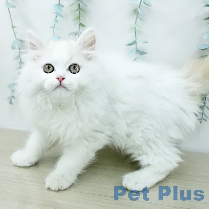 スコティッシュフォールドの写真2