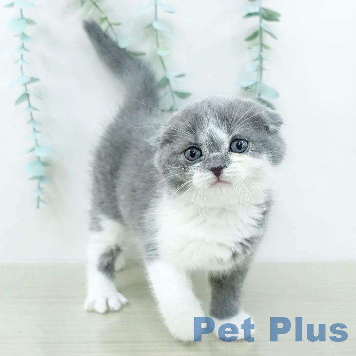 スコティッシュフォールドの写真2