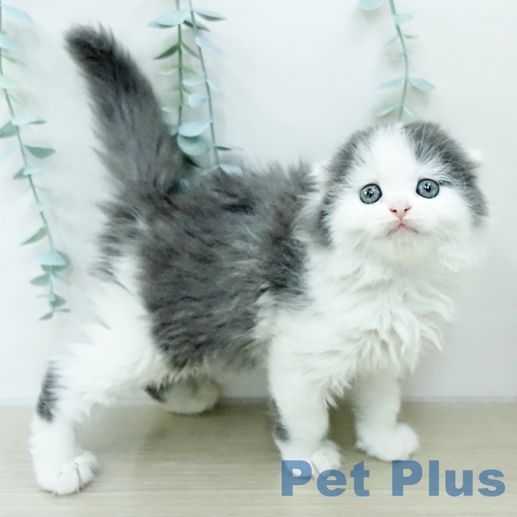 スコティッシュフォールド