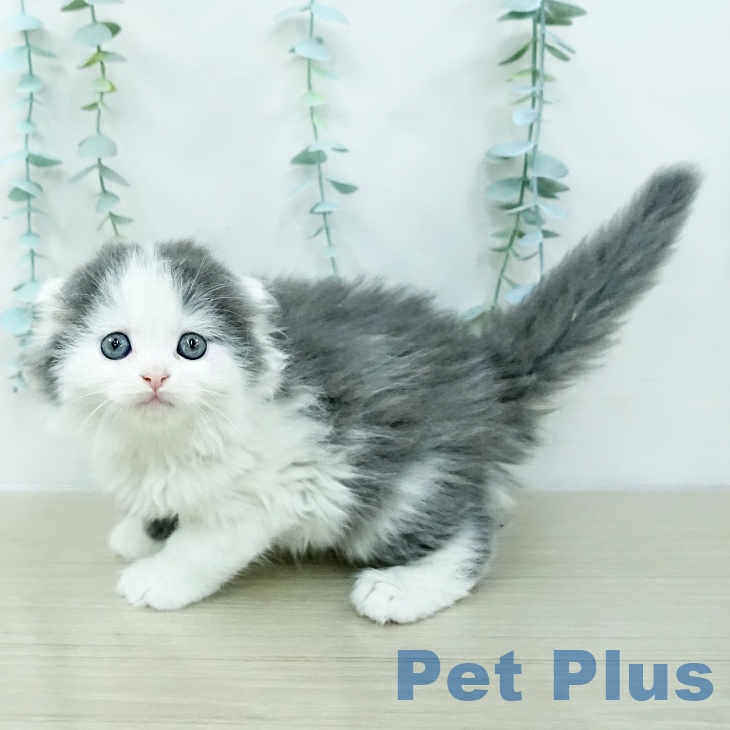 スコティッシュフォールドの写真2