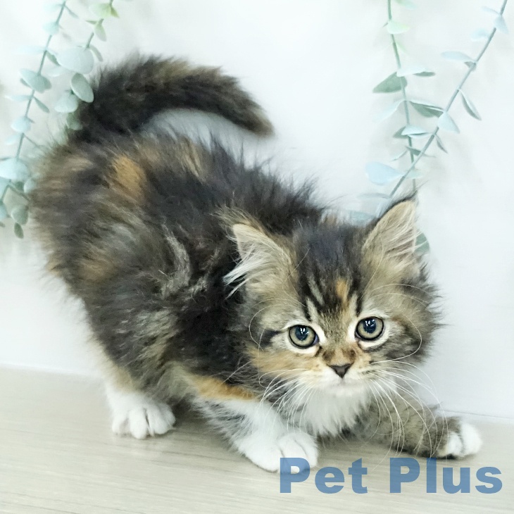 スコティッシュフォールドの写真2