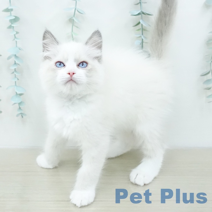 ラグドールの写真2