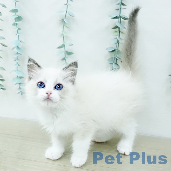 ラグドールの写真2