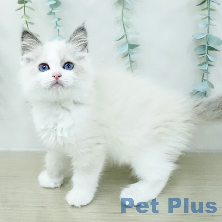 ラグドールの写真2