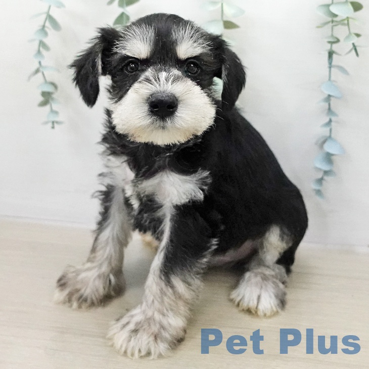 ミニチュア・シュナウザー