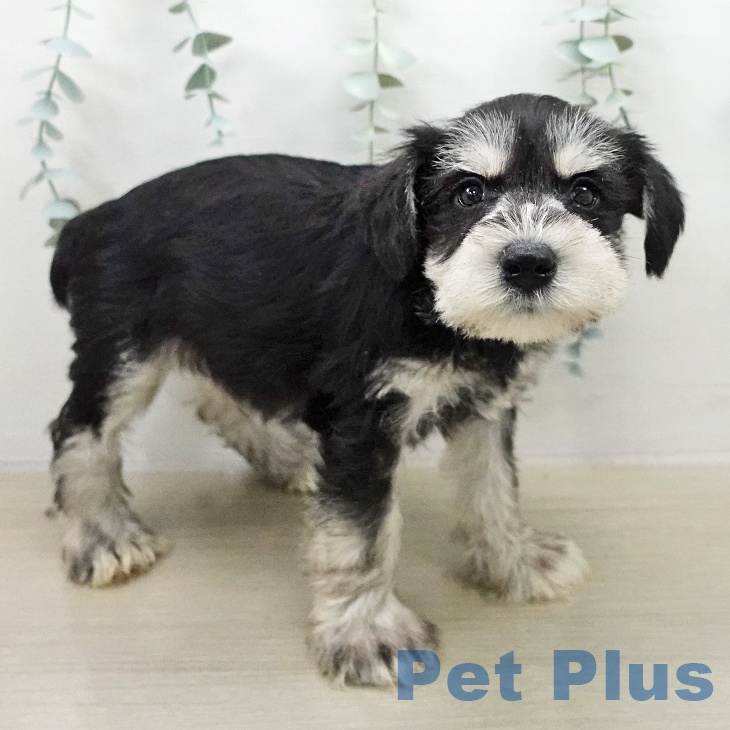 ミニチュア・シュナウザーの写真2