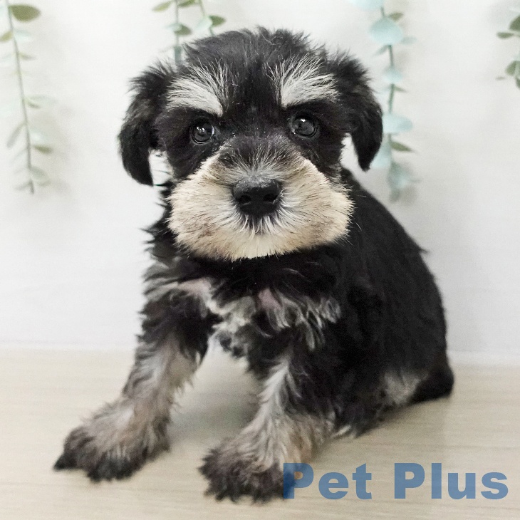 ミニチュア・シュナウザー