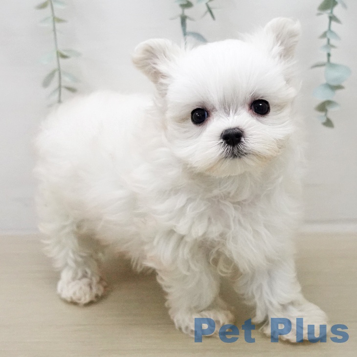 マルチーズの写真2