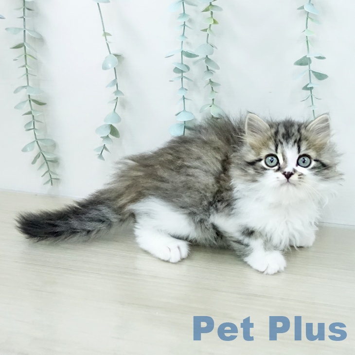 サイベリアンの写真2