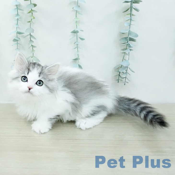 サイベリアンの写真2