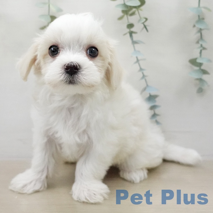 マルチーズの写真2