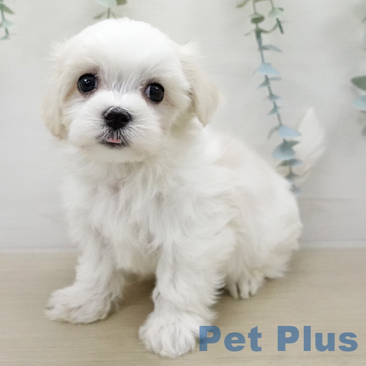 マルチーズの写真2