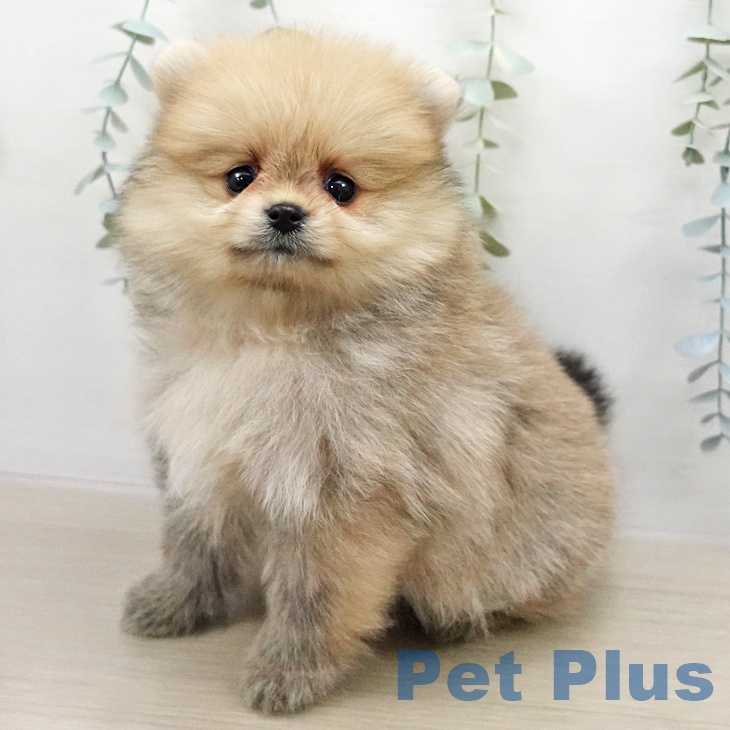 ポメラニアンの写真2