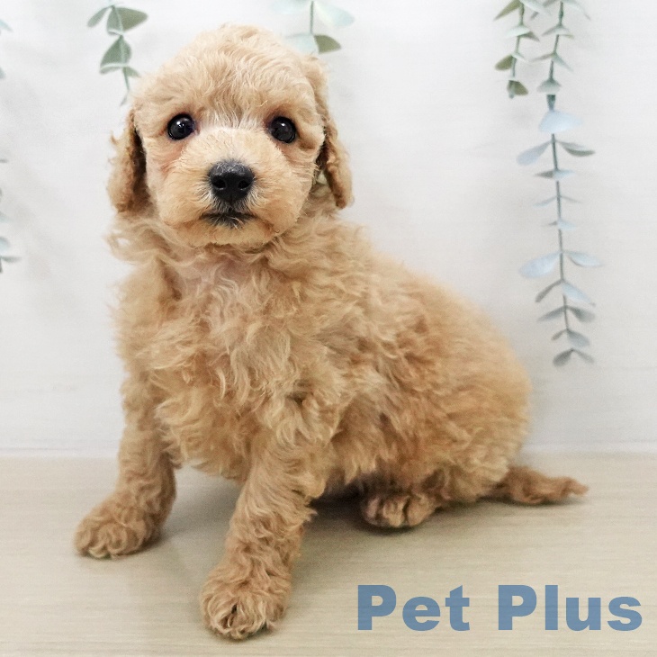 トイ・プードル