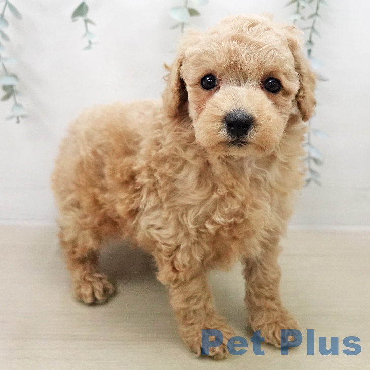 トイ・プードルの写真2