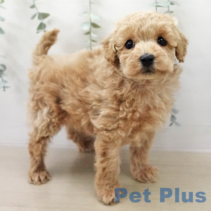 トイ・プードルの写真2