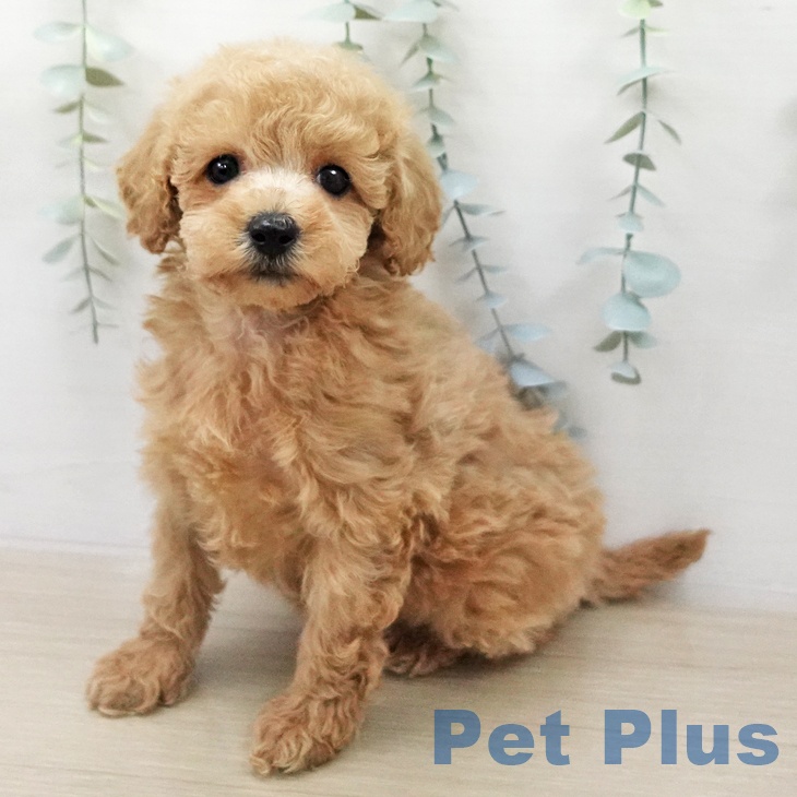 トイ・プードル