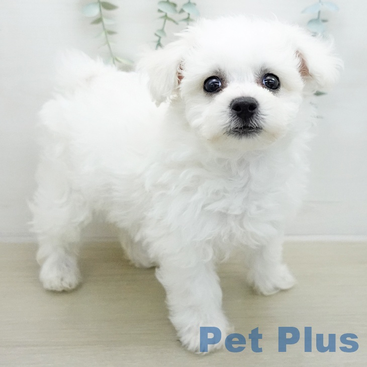 ビション・フリーゼの写真2