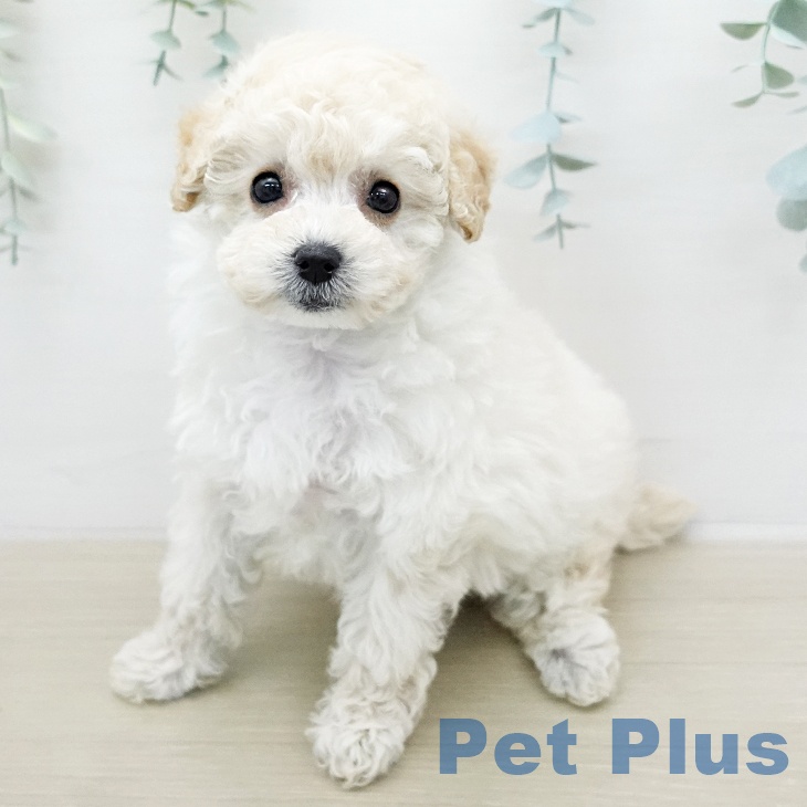 トイ・プードルの写真2