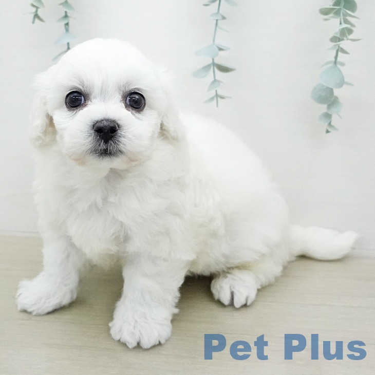 ビション・フリーゼの写真2