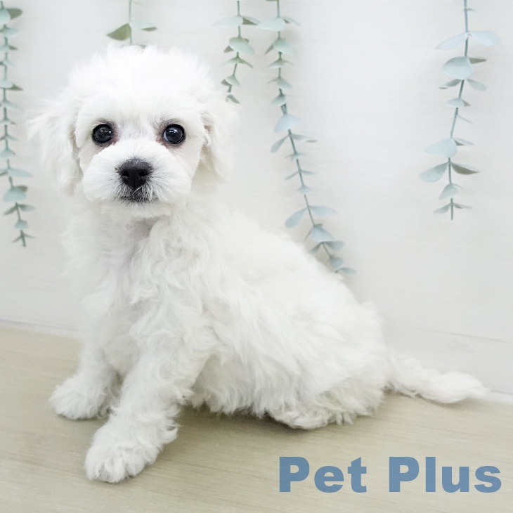 ビション・フリーゼ