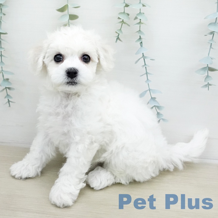 ビション・フリーゼ