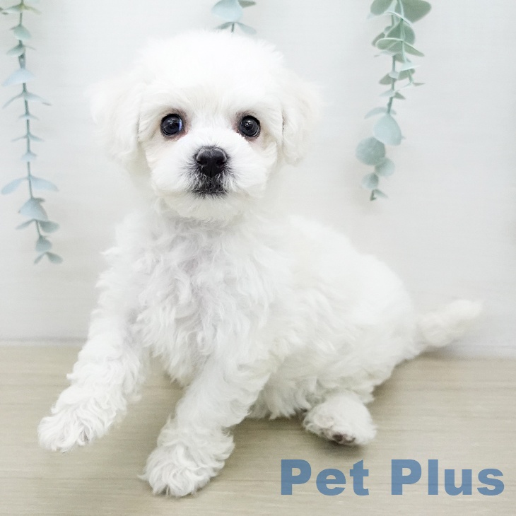 ビション・フリーゼ