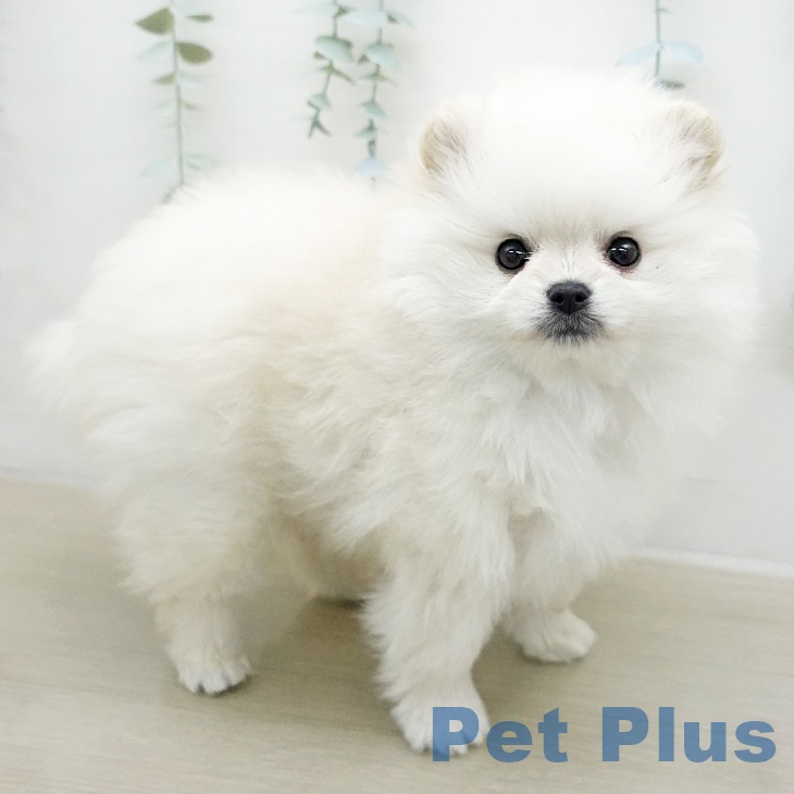 ポメラニアンの写真2