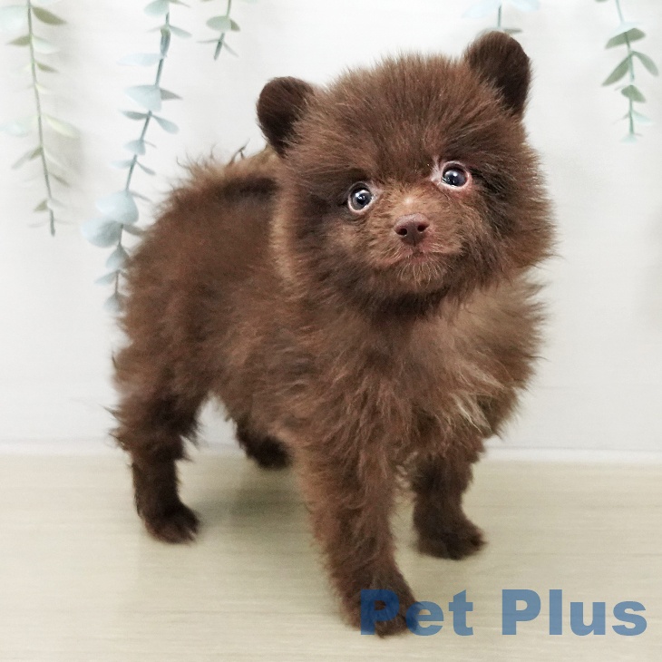 ポメラニアンの写真2