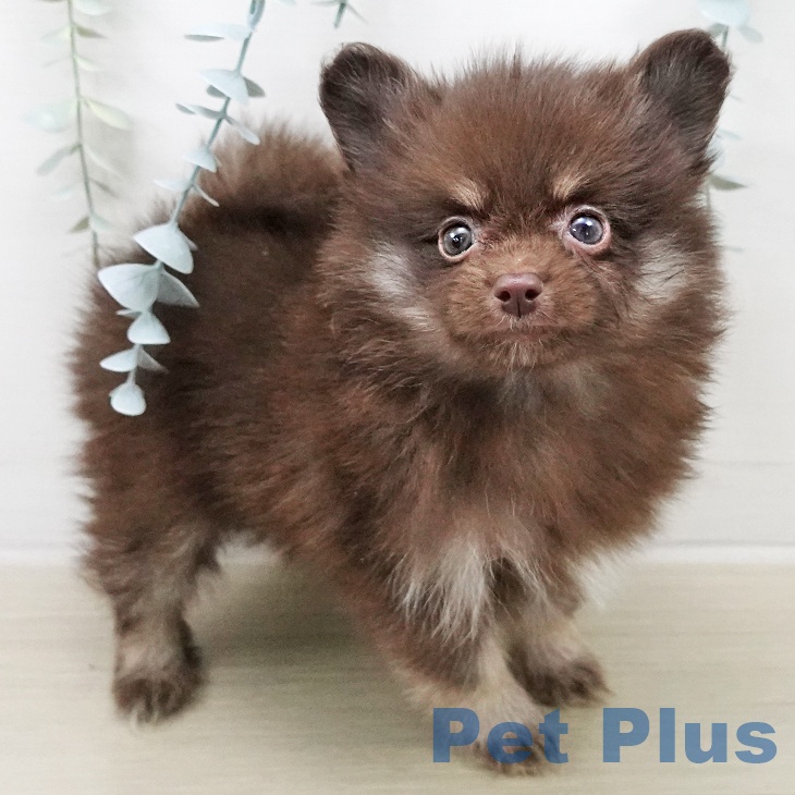 ポメラニアンの写真2