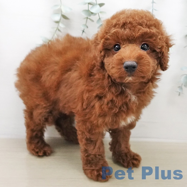 トイ・プードル