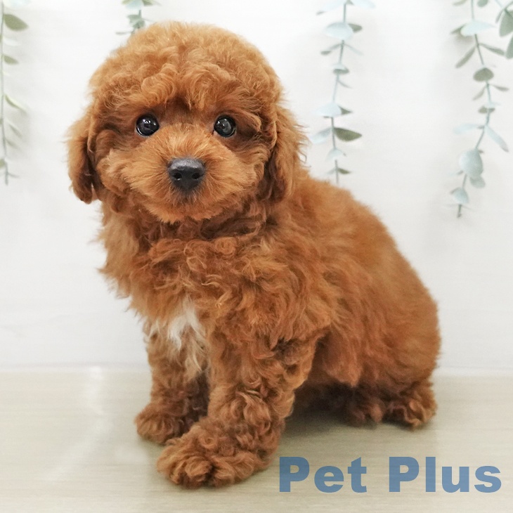 トイ・プードル