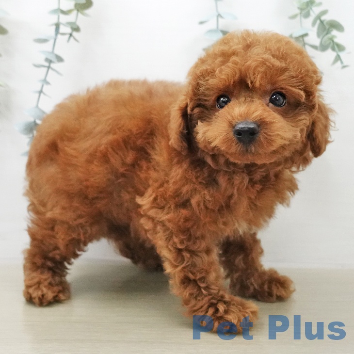 トイ・プードルの写真2