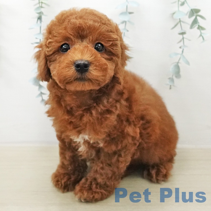 トイ・プードル