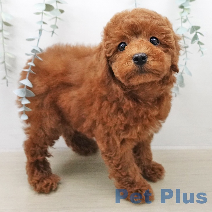 トイ・プードルの写真2