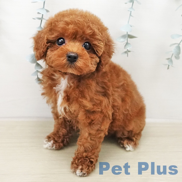 トイ・プードル