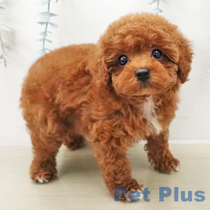 トイ・プードルの写真2