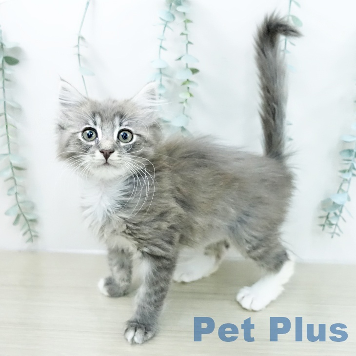 ノルウェージャンフォレストキャットの写真2