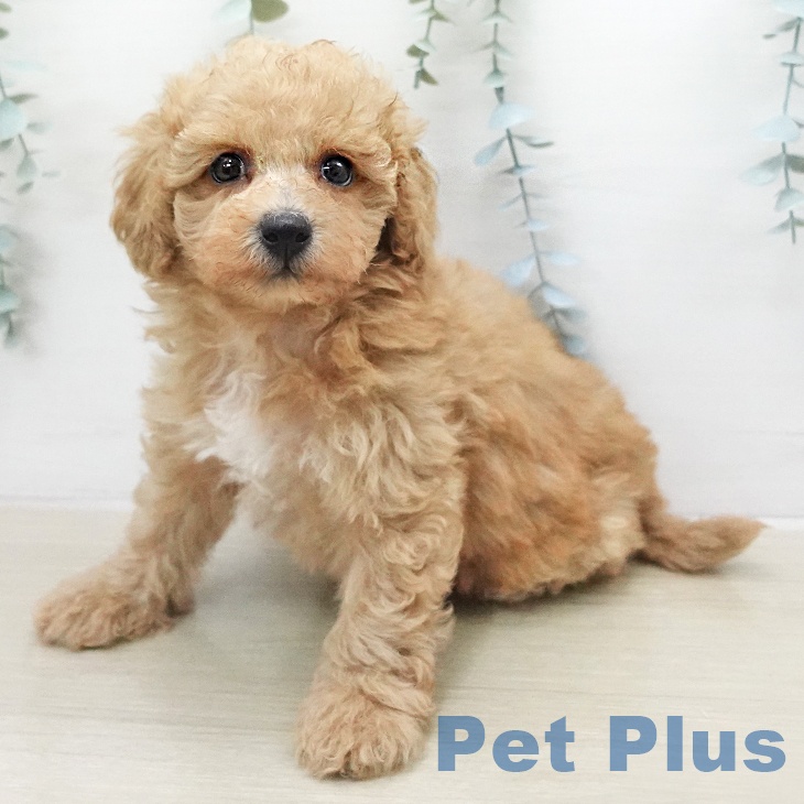 トイ・プードル