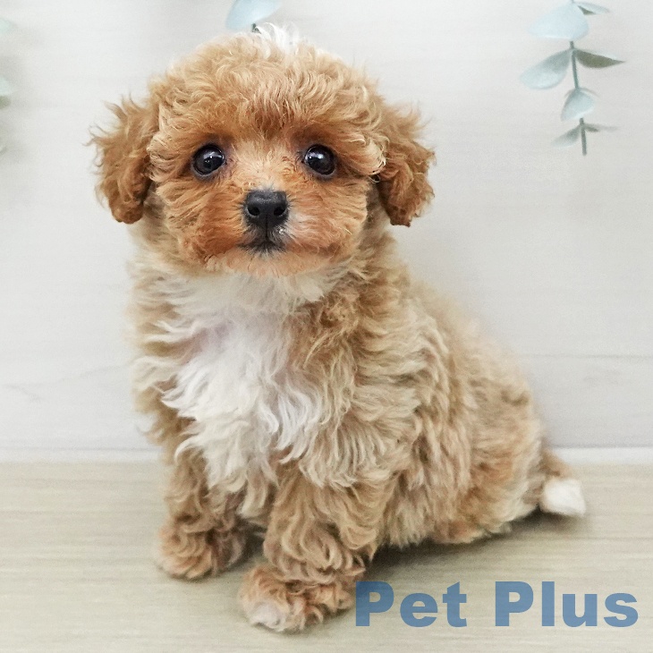 トイ・プードル