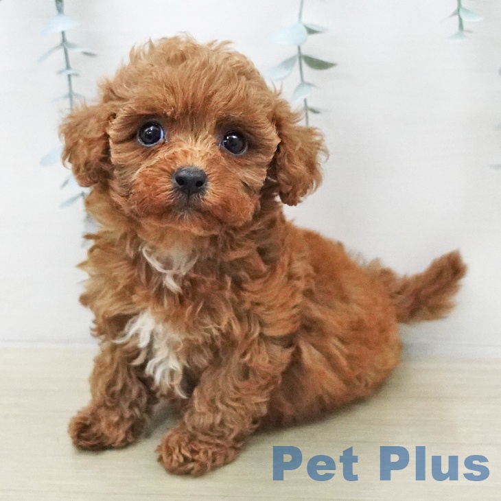 トイ・プードル