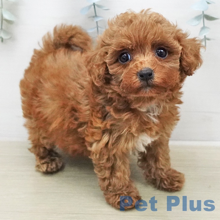 トイ・プードルの写真2