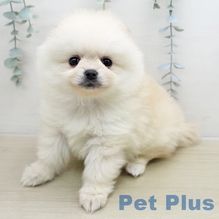 ポメラニアンの写真2