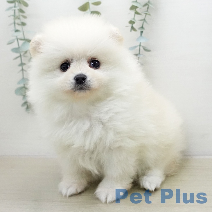 ポメラニアンの写真2