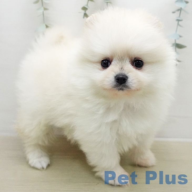ポメラニアンの写真2