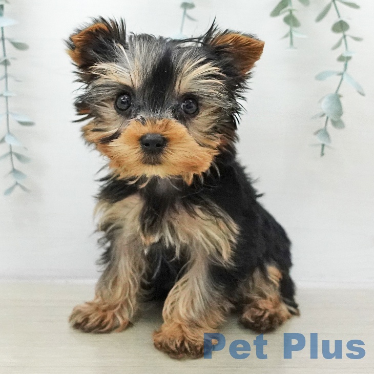 ヨークシャー・テリア