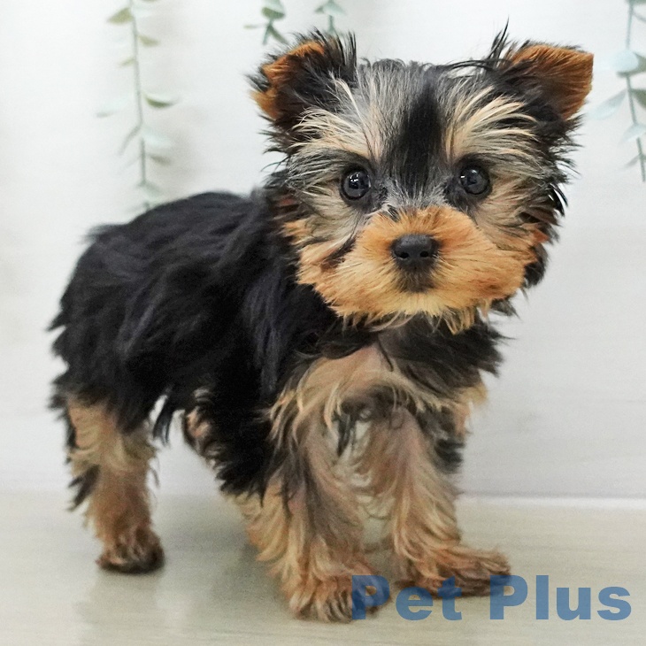 ヨークシャー・テリアの写真2