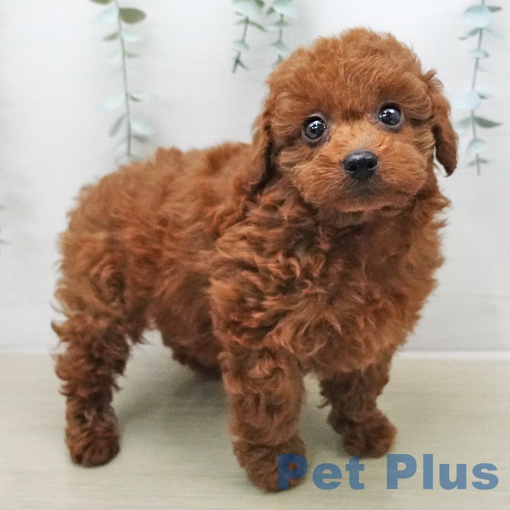 トイ・プードルの写真2