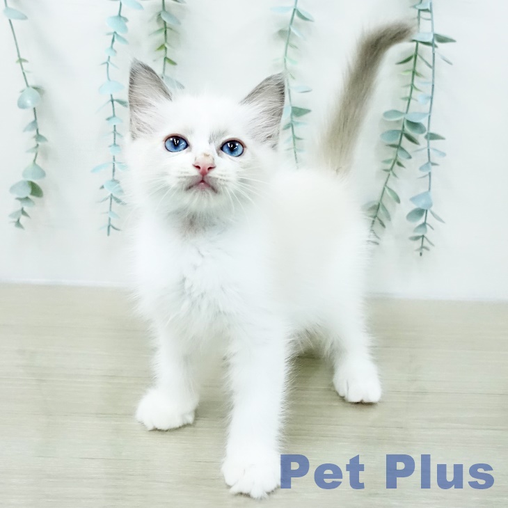 ラグドールの写真2