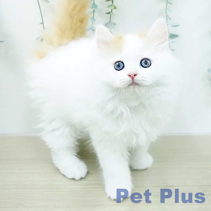 ラガマフィンの写真2